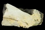 Fossil Edmontosaurus (Hadrosaur) Jaw Section - Montana #139199-3